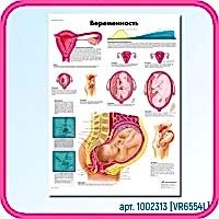Плакат медицинский БЕРЕМЕННОСТЬ 