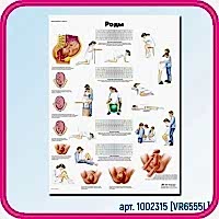 Плакат медицинский РОДЫ 