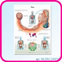Плакат медицинский РАК 